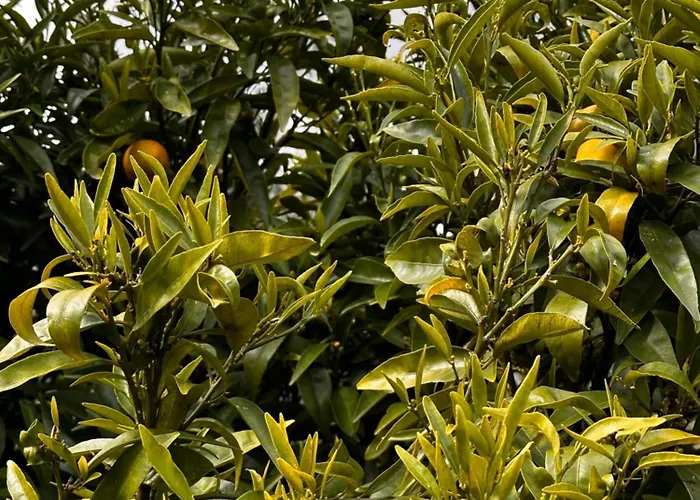 Mountain View 2 Bedroom * アルコバサ